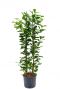 Ficus moclame hydrocultuur 1