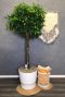 Ficus nitida Zimmerpflanze in Elho Topf