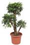 Ficus nitida kamerplant boom