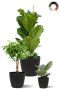 Ficus pflanzen mix