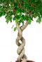 Ficus plant gedraaide stam
