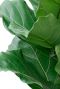 Ficus plant groot blad 3