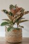 Hoya Krohniana Silver blad