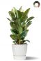 Ficus plant in witte pot