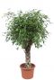 Ficus benjamina Exotica