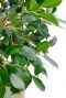 Ficus Nitida