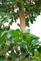 Ficus Nitida