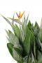 Strelitzia Reginae Blüte