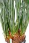 Strelitzia Reginae Stamm
