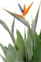 Strelitzia Reginae Blüte