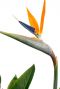 Strelitzia Reginae Blüte