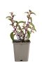 Fuchsia madame cornelissen pot 9