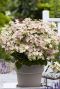 Gartenpflanze hydrangea paniculata ophelia