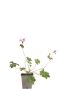 Geranium cant