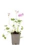 Geranium cant cambridge pot9