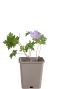 Geranium johnson s blue pot9