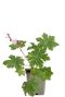 Geranium macr