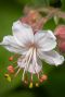 Geranium macrorrhizum spessart gartenpflanze