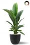 Gro es spathiphyllum im topf