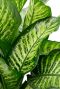 dieffenbachia buntes blatt
