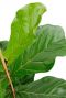 Grüne harte Blätter mit dicken Adern ficus 1