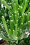 Crassula Hobbit