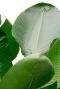 Groot blad plant 2