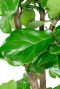 Groot ficus lyrata blad 1