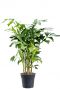 Grosse caryota mitis