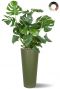 Grosse monstera im hohen topf