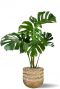 Grosse monstera im korb