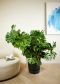 Grosse philodendron monstera p40