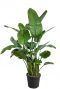 Grosse strelitzia zimmerpflanze 48