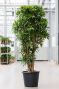 Grote dracaena plant boom