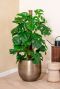 Grote kamerplant monstera in pot
