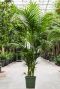 Alocasia Branchifolia Pink Passion blad