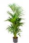 kentia palme hydrokulturpflanze