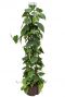 Philodendron scandens hydrokulturpflanze