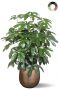 Grote schefflera in pot