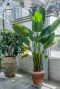 Grote strelitzia plant 48