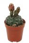Gymnocalycium cactus