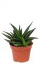 Haworthia pentagona sukkulente