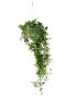 Hedera-helix-wunder