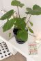 Homalomena rubescens Maggy