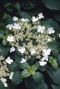 Hydrangea anomala petiolaris gardenpflanze p14
