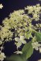 Hydrangea petiolaris gartenpflanze