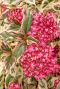 Hydrangea serrata euphoria pink gardenpflanze