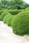 Ilex crenata jenny ball