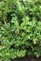Ilex crenata jenny gartenpflanze p10