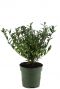 Ilex crenata jenny p10